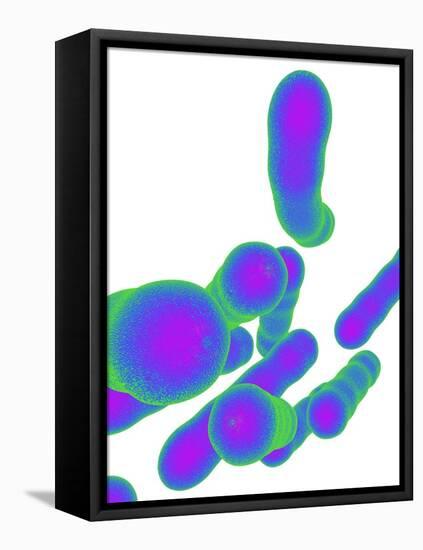 Tuberculosis Bacteria, Artwork-Mehau Kulyk-Framed Premier Image Canvas