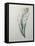 Tuberosa-Pierre-Joseph Redoute-Framed Stretched Canvas