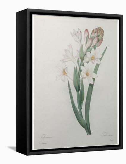 Tuberosa-Pierre-Joseph Redoute-Framed Stretched Canvas