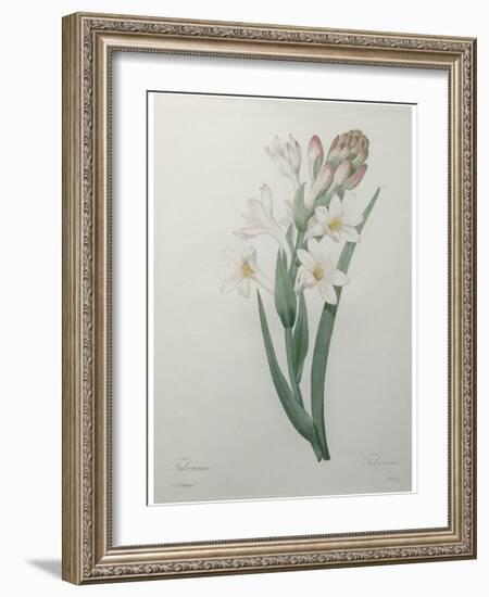 Tuberosa-Pierre-Joseph Redoute-Framed Art Print