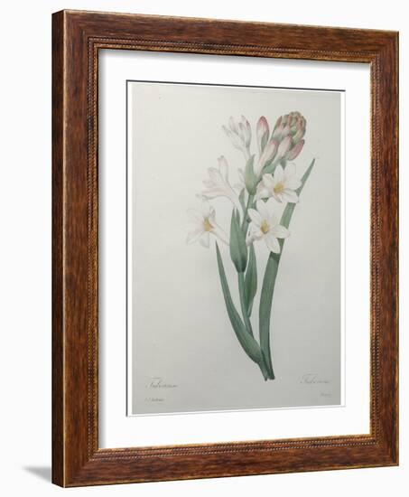 Tuberosa-Pierre-Joseph Redoute-Framed Art Print