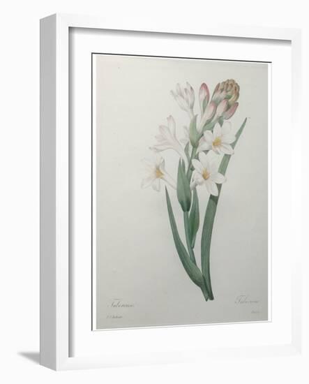 Tuberosa-Pierre-Joseph Redoute-Framed Art Print