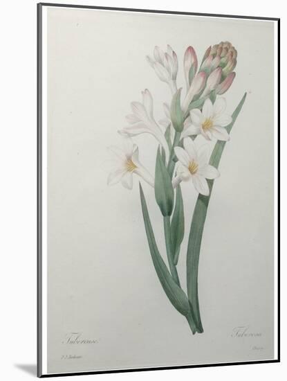 Tuberosa-Pierre-Joseph Redoute-Mounted Art Print