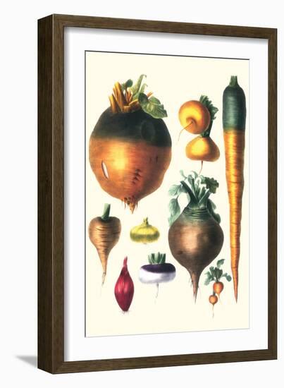 Tubers II-Philippe-Victoire Leveque de Vilmorin-Framed Art Print