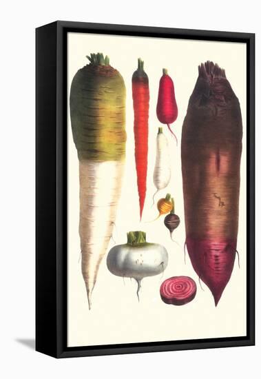 Tubers-Philippe-Victoire Leveque de Vilmorin-Framed Stretched Canvas