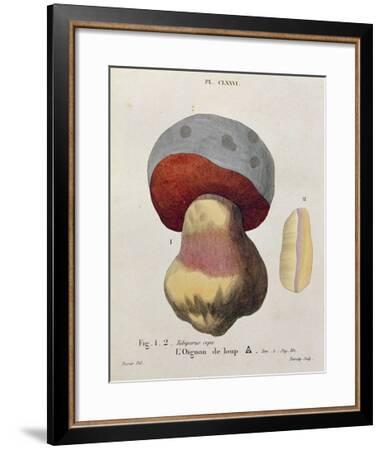 Tubiporus Cepa Plate 176 From Iconographie Des Champignons De J J Paulet By J H Leveille Giclee Print Fossier Art Com