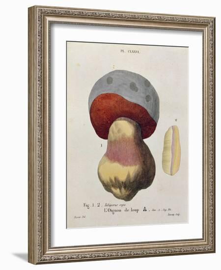 Tubiporus Cepa, Plate 176 from 'Iconographie Des Champignons De J.J. Paulet' by J. H. Leveille-Fossier-Framed Giclee Print