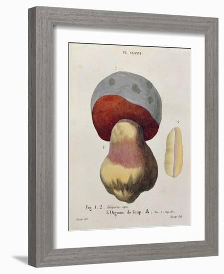 Tubiporus Cepa, Plate 176 from 'Iconographie Des Champignons De J.J. Paulet' by J. H. Leveille-Fossier-Framed Giclee Print