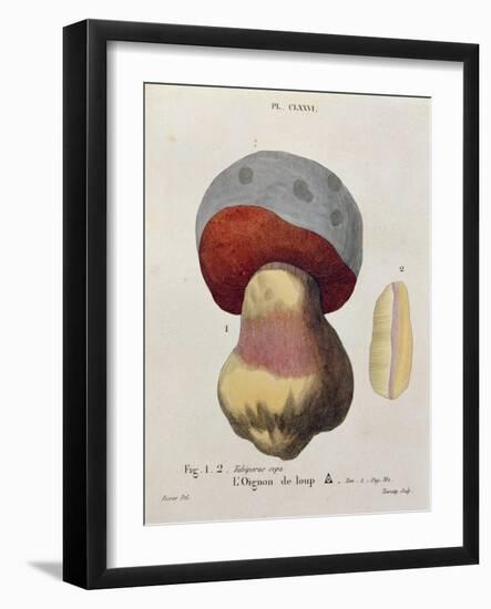 Tubiporus Cepa, Plate 176 from 'Iconographie Des Champignons De J.J. Paulet' by J. H. Leveille-Fossier-Framed Giclee Print