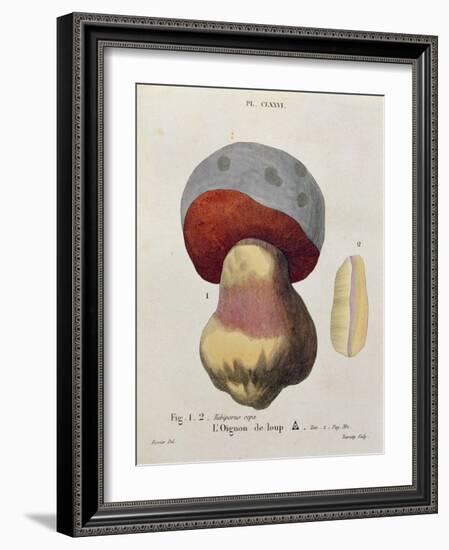 Tubiporus Cepa, Plate 176 from 'Iconographie Des Champignons De J.J. Paulet' by J. H. Leveille-Fossier-Framed Giclee Print