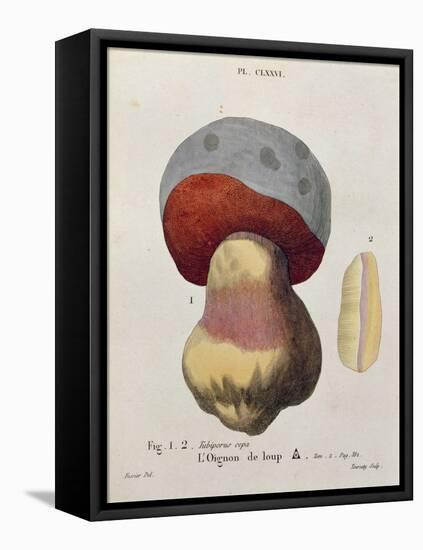 Tubiporus Cepa, Plate 176 from 'Iconographie Des Champignons De J.J. Paulet' by J. H. Leveille-Fossier-Framed Premier Image Canvas