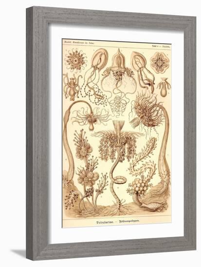 Tubularida - Tubularians-Ernst Haeckel-Framed Art Print