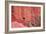 Tucan and a Red Wall-Howard Ruby-Framed Photographic Print