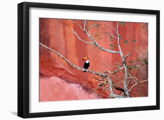 Tucan and a Red Wall-Howard Ruby-Framed Photographic Print