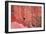 Tucan and a Red Wall-Howard Ruby-Framed Photographic Print