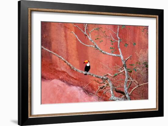 Tucan and a Red Wall-Howard Ruby-Framed Photographic Print