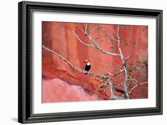 Tucan and a Red Wall-Howard Ruby-Framed Photographic Print