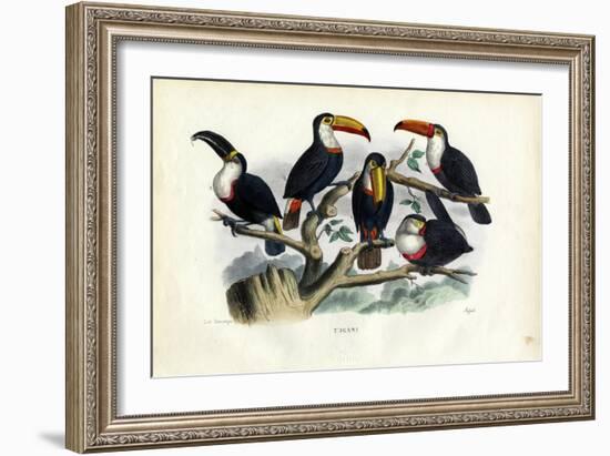 Tucans, 1863-79-Raimundo Petraroja-Framed Giclee Print