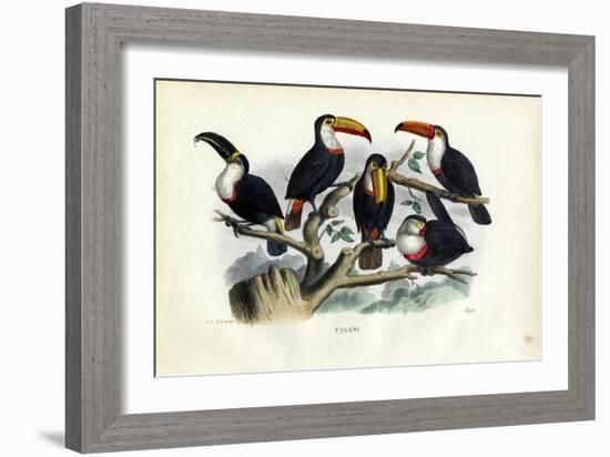 Tucans, 1863-79-Raimundo Petraroja-Framed Giclee Print