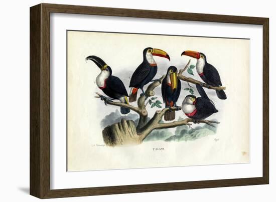 Tucans, 1863-79-Raimundo Petraroja-Framed Giclee Print