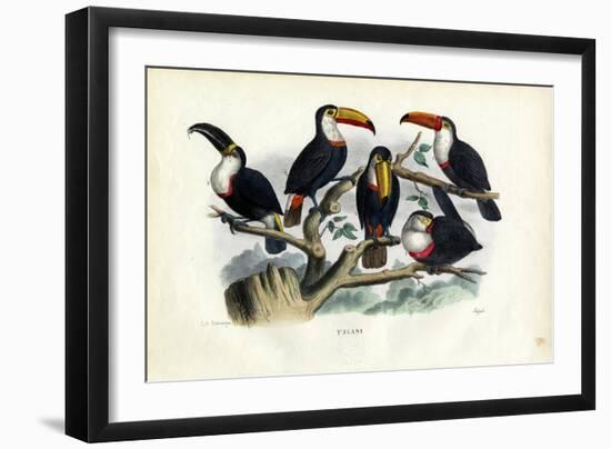 Tucans, 1863-79-Raimundo Petraroja-Framed Giclee Print