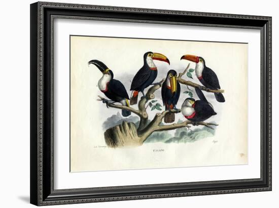 Tucans, 1863-79-Raimundo Petraroja-Framed Giclee Print