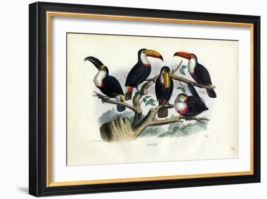 Tucans, 1863-79-Raimundo Petraroja-Framed Giclee Print