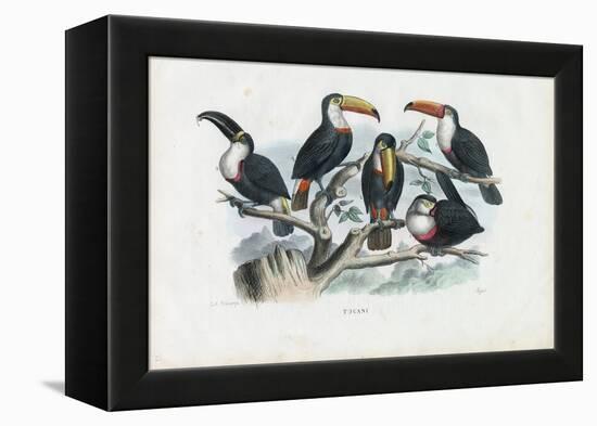 Tucans, 1863-79-Raimundo Petraroja-Framed Premier Image Canvas