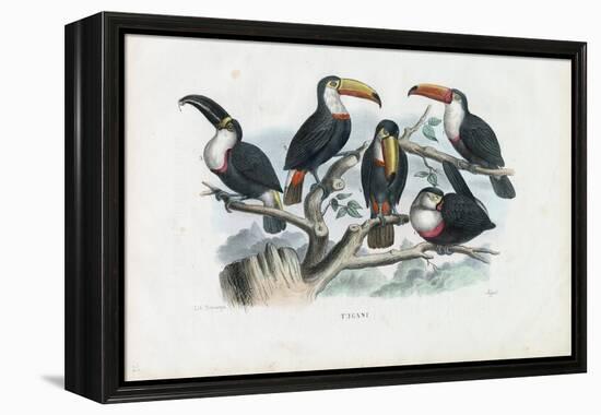 Tucans, 1863-79-Raimundo Petraroja-Framed Premier Image Canvas