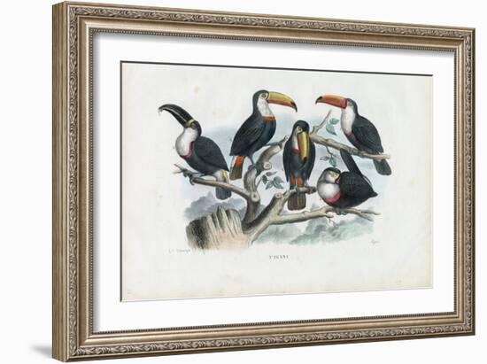Tucans, 1863-79-Raimundo Petraroja-Framed Giclee Print