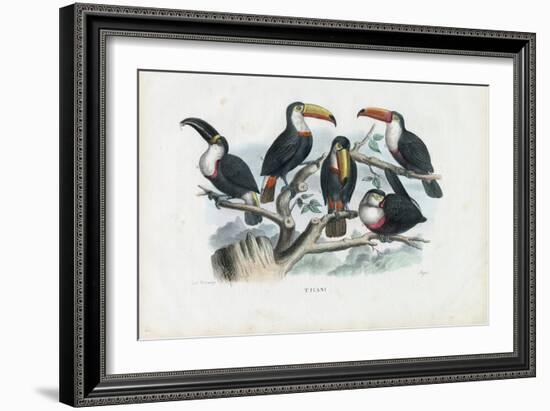 Tucans, 1863-79-Raimundo Petraroja-Framed Giclee Print