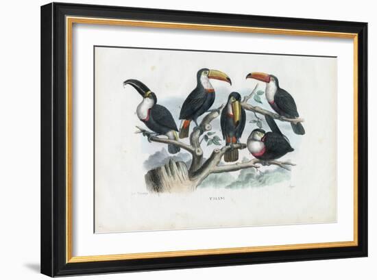 Tucans, 1863-79-Raimundo Petraroja-Framed Giclee Print