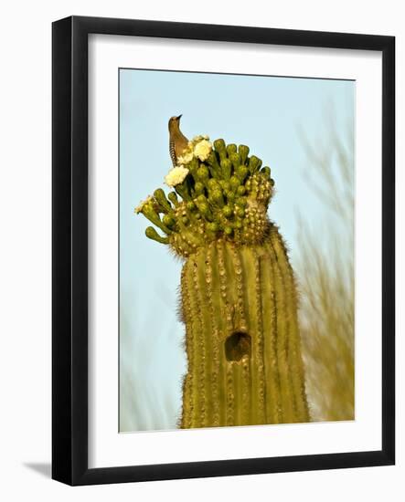 Tucson, Saguaro National Park, Arizona, USA-Peter Hawkins-Framed Photographic Print