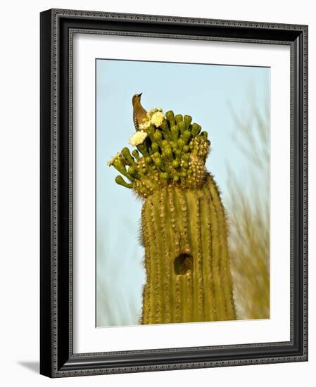 Tucson, Saguaro National Park, Arizona, USA-Peter Hawkins-Framed Photographic Print