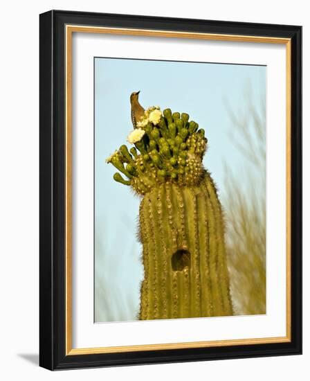 Tucson, Saguaro National Park, Arizona, USA-Peter Hawkins-Framed Photographic Print