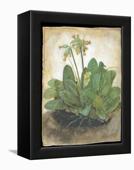 Tuft of Cowslips by Albrecht D¼rer-Albrecht Dürer-Framed Premier Image Canvas