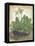 Tuft of Cowslips by Albrecht D¼rer-Albrecht Dürer-Framed Premier Image Canvas