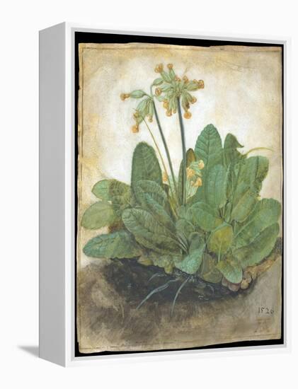 Tuft of Cowslips by Albrecht D¼rer-Albrecht Dürer-Framed Premier Image Canvas