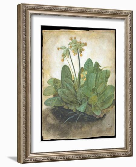 Tuft of Cowslips by Albrecht D¼rer-Albrecht Dürer-Framed Giclee Print