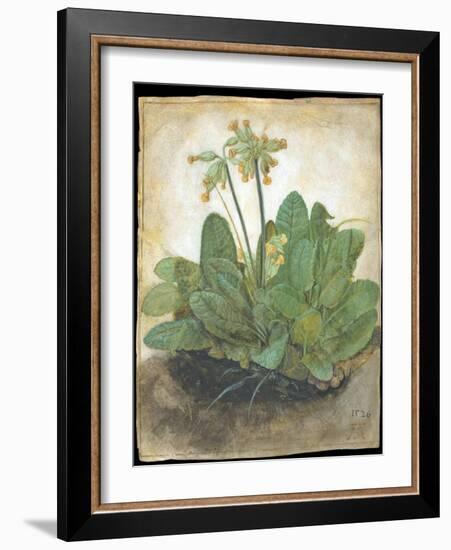 Tuft of Cowslips by Albrecht D¼rer-Albrecht Dürer-Framed Giclee Print