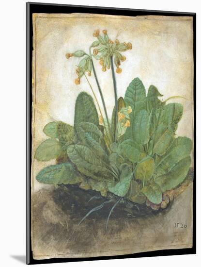 Tuft of Cowslips by Albrecht D¼rer-Albrecht Dürer-Mounted Giclee Print