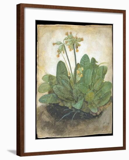 Tuft of Cowslips by Albrecht D¼rer-Albrecht Dürer-Framed Giclee Print