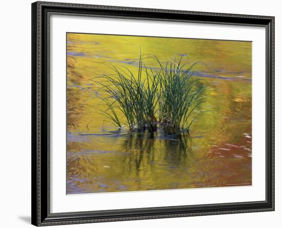 Tuft of Grass in Deerfield River, Green Mountain National Forest, Vermont, USA-Adam Jones-Framed Photographic Print