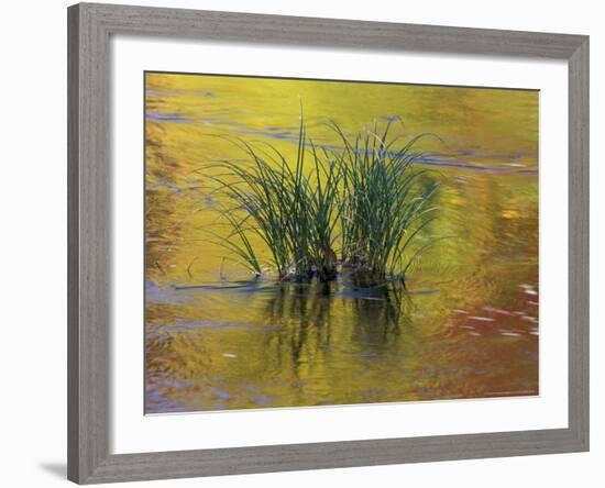 Tuft of Grass in Deerfield River, Green Mountain National Forest, Vermont, USA-Adam Jones-Framed Photographic Print