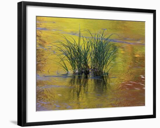 Tuft of Grass in Deerfield River, Green Mountain National Forest, Vermont, USA-Adam Jones-Framed Photographic Print