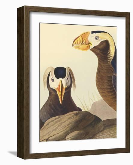 Tufted Auk - Focus-James Audubon-Framed Giclee Print