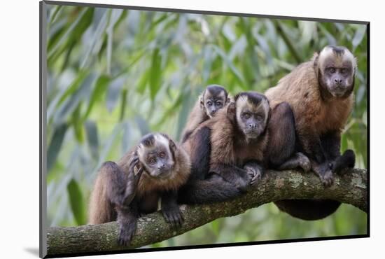 Tufted Capuchin group, Manu Biosphere Reserve, Peru-Alex Hyde-Mounted Photographic Print