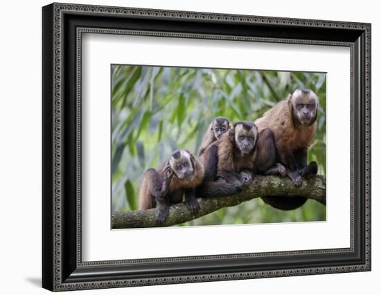 Tufted Capuchin group, Manu Biosphere Reserve, Peru-Alex Hyde-Framed Photographic Print