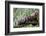 Tufted Capuchin group, Manu Biosphere Reserve, Peru-Alex Hyde-Framed Photographic Print