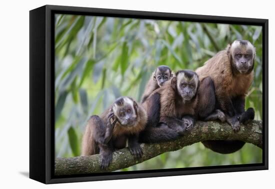 Tufted Capuchin group, Manu Biosphere Reserve, Peru-Alex Hyde-Framed Premier Image Canvas